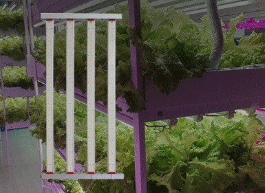 植物生長(zhǎng)燈CHDM400