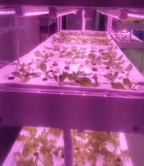 LED植物燈